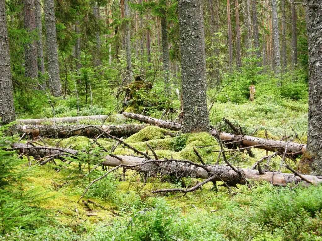 Mindre skogsfastighet med jakt- och