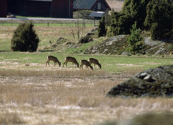 . Klimatkänsliga smittsamma sjukdomar Definition här: På något sätt beroende av naturen för sin spridning eller etablering, såsom överföring till en ny individ eller art med artropod vektorer, vatten