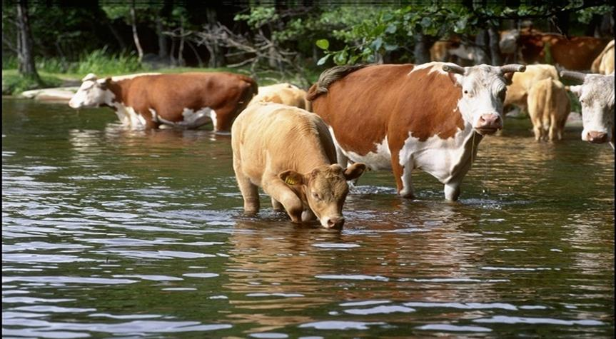 Vattenburna infektioner Zoonotiska smittor: t.ex. Campylobacter, Cryptosporidium, Giardia, Hepatit E, Salmonella, VTEC/EHEC, Yersinia.