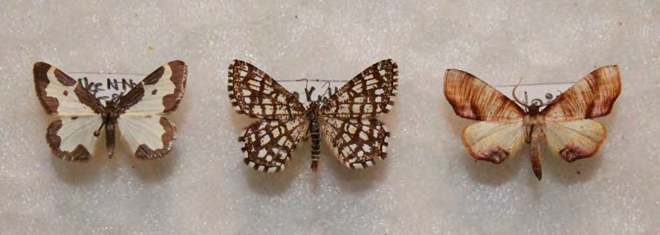 Mätare (Geometridae) Ennominae Fläckmätare, Bågmätare, Buskmätare Lomaspilis marginata Liten fläckmätare 26 år 105 ex År 1992 Macaria notata Pilbågmätare 18 år 47 ex År 1982 Macaria alternata