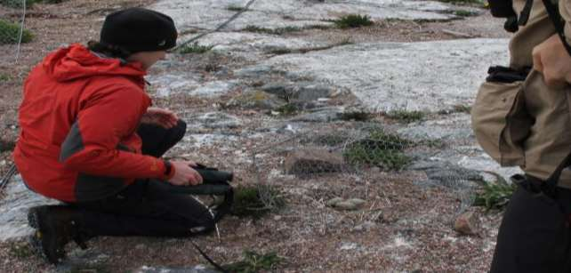 2013 Satellitmärkning skräntärna Sju vuxna tärnor förses med GPS-tracking sändare En av fjolårets satellitmärkta fåglar (AE9) återvänder till kolonin.