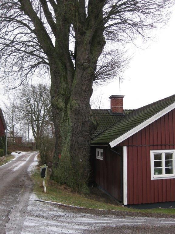 Kollagring Mycket svårt att räkna på Beror på omgivningen Tall 40 cm bhd, 20 m 1