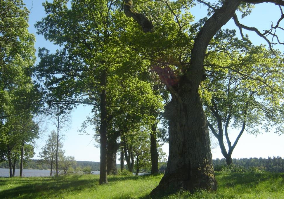 Skyddsvärda träd - för naturvården Mer än 1 meter i diameter eller Hålträd över