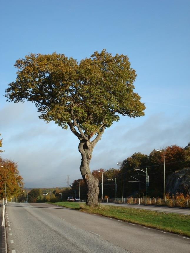 Varför är gamla, ihåliga träd viktiga? Många arter kopplade Lång leveranstid! Vackra!