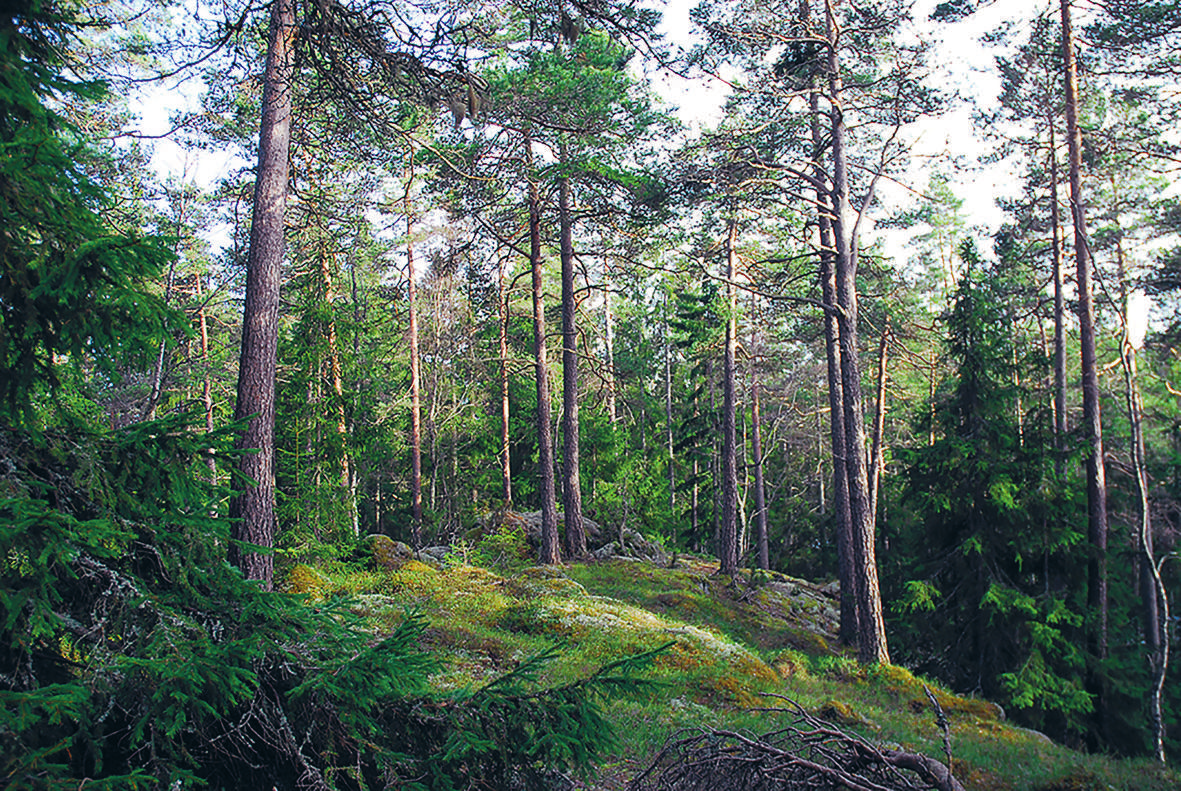 15 Hällmarkstallskogar i Östra Vätterbranterna är inte särskilt artrika. Det är däremot hällmarkstorrängarna i samma område.