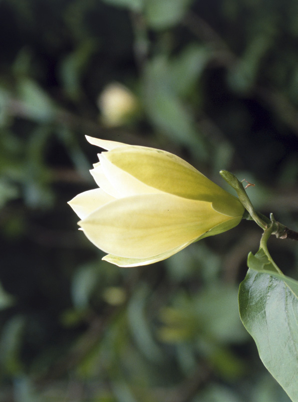 Magnolia 'Yellow Lantern'. Foto: Kenneth Lorentzon. mindre angenäm doft den påminner om blöt hund. Som tur är äger blomningen rum högt uppe i träden, och först efter 10 20 år.