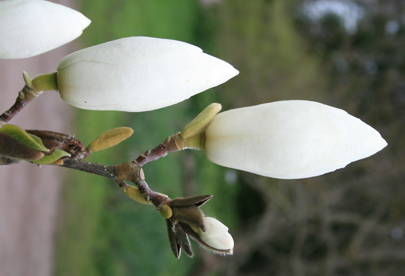 Magnolia x soulangeana 'Lennei