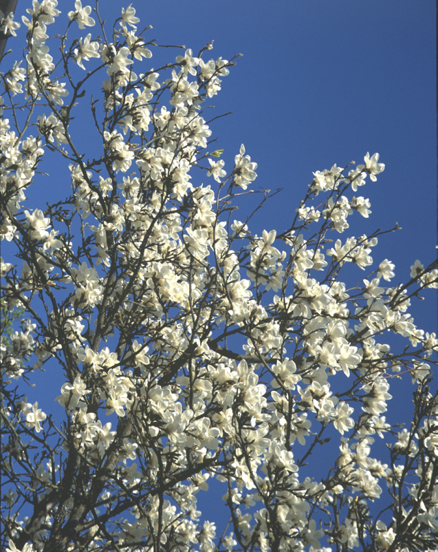 Magnolia kobus. Foto: Henrik Sjöman.