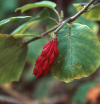 Magnolia sieboldii. Foto: Kenneth Lorentzon.