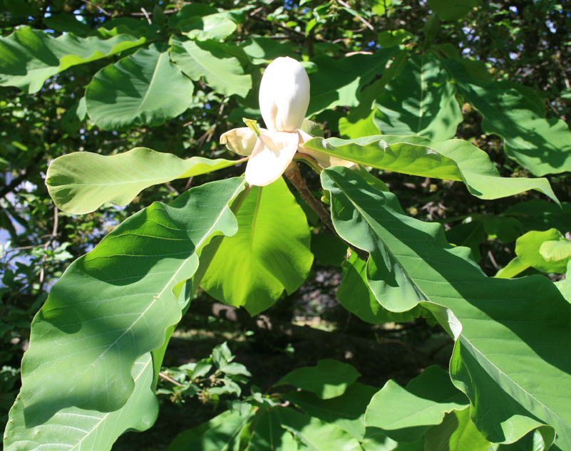 Magnolia obovata. Foto: Henrik Sjöman. Av de storbladiga magnoliaarterna som är odlingsvärda i Sverige är det junimagnolian vi har mest odlingserfarenhet av.