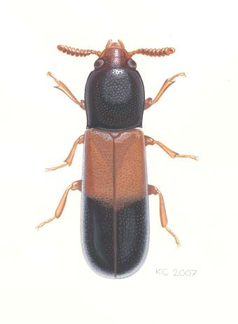 N A T U R I LINKÖPING 2008:2 Inventering av vedlevande skalbaggar på ek i