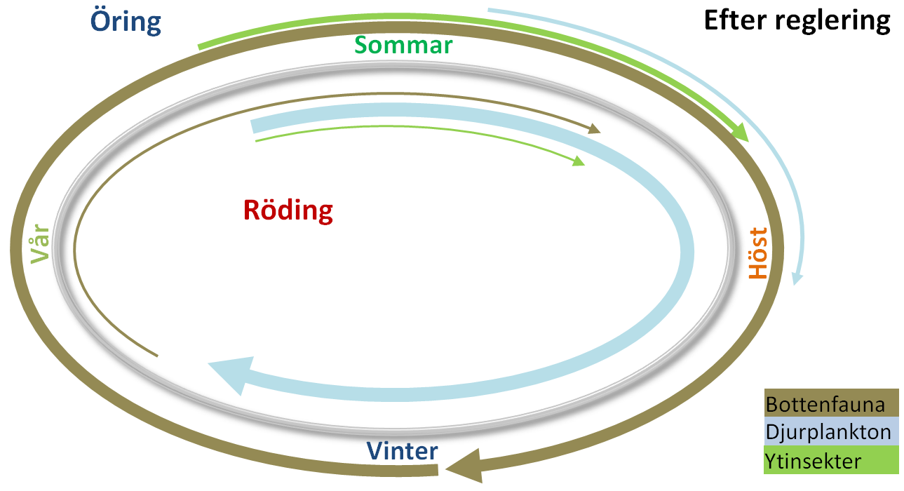 förändringar i miljön (Fürst et al. 1983). Födovalet är därför väsentligt vid uppföljning av inplanteringar av pungräkor och taggmärlor (Fürst et al. 1983, 1984).