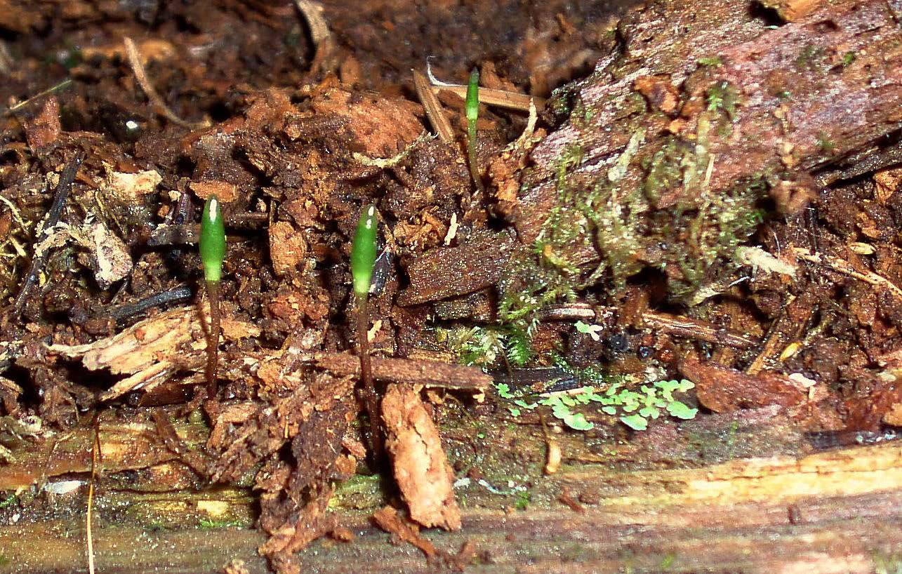 Rosenticka Fomitopsis rosea är en av de vedsvampar som visar på att skogen i det inventerade området har en god lågakontinuitet. På lågan fanns även spår av signalarten bronshjon Callidium coriaceum.