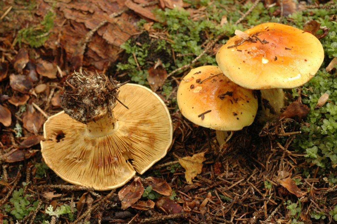 Gyllenspindling sårbar Björksnaret. Foto Lars Bsenko 2010-09-24 Bildar mykorrhiza med gran i ängsgranskog på kalkrik mark. Huvudsaklig finns den i äldre icke kalavverkade skogar.