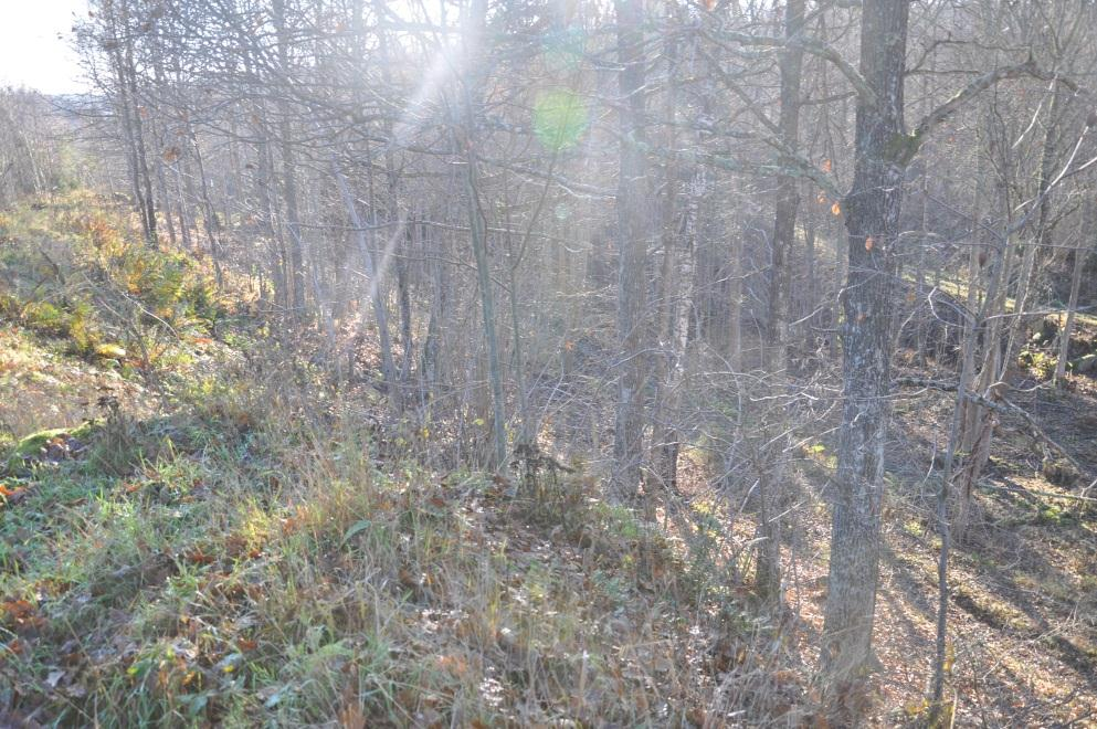 2.6 Bergbrant (070609011) Biotopen består av en bergbrant, med rik förekomst av skrymslen. Det finns rikligt med död ved och spärrgreniga grova träd.
