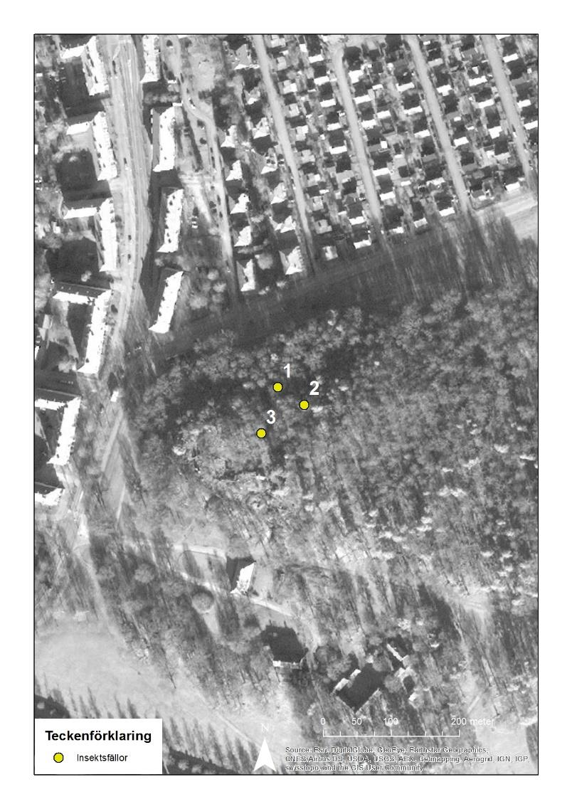 Figur 11. Fällornas placering på Djurgården. Resultat Sammanlagt artbestämdes 1486 insekter fördelade på 182 arter varav 166 är skalbaggar.