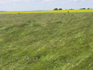 Avkastningen på rödklövern varierade mellan 100 och 570 kg/ha. I Östergötland, Örebro och Skåne direkttröskades grödan medan den i Västra Götalands län i huvudsak stränglades 1-6 dagar innan skörd.