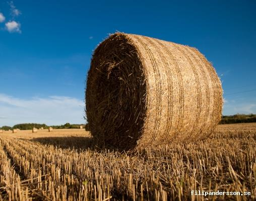 Genomförande Foder Kornas intag av energi i förhållande till utfodringsnormerna Tre gräsensilage skördade i