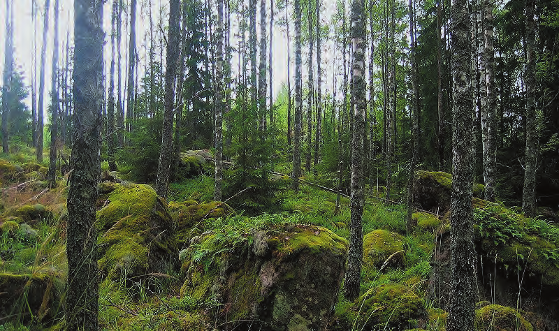 Produktionsskogen målklasser PG och PF Skogsbestånd utan egentliga naturvärden kommer att användas för skogsproduktion.