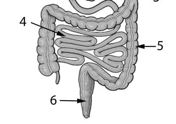 25. a) Vilka strukturer på bilden ovan räknas till accessoriska digestionsorgan. 0.