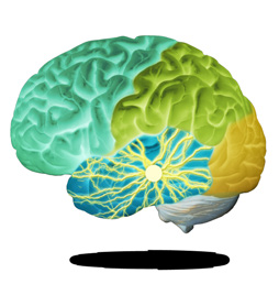 Epileptiskt anfall - nervsignaler som skenar Vid ett epileptiskt anfall har nervsignalerna i hjärnbarken plötsligt blivit överaktiva och skenar iväg från hjärncell till hjärncell.