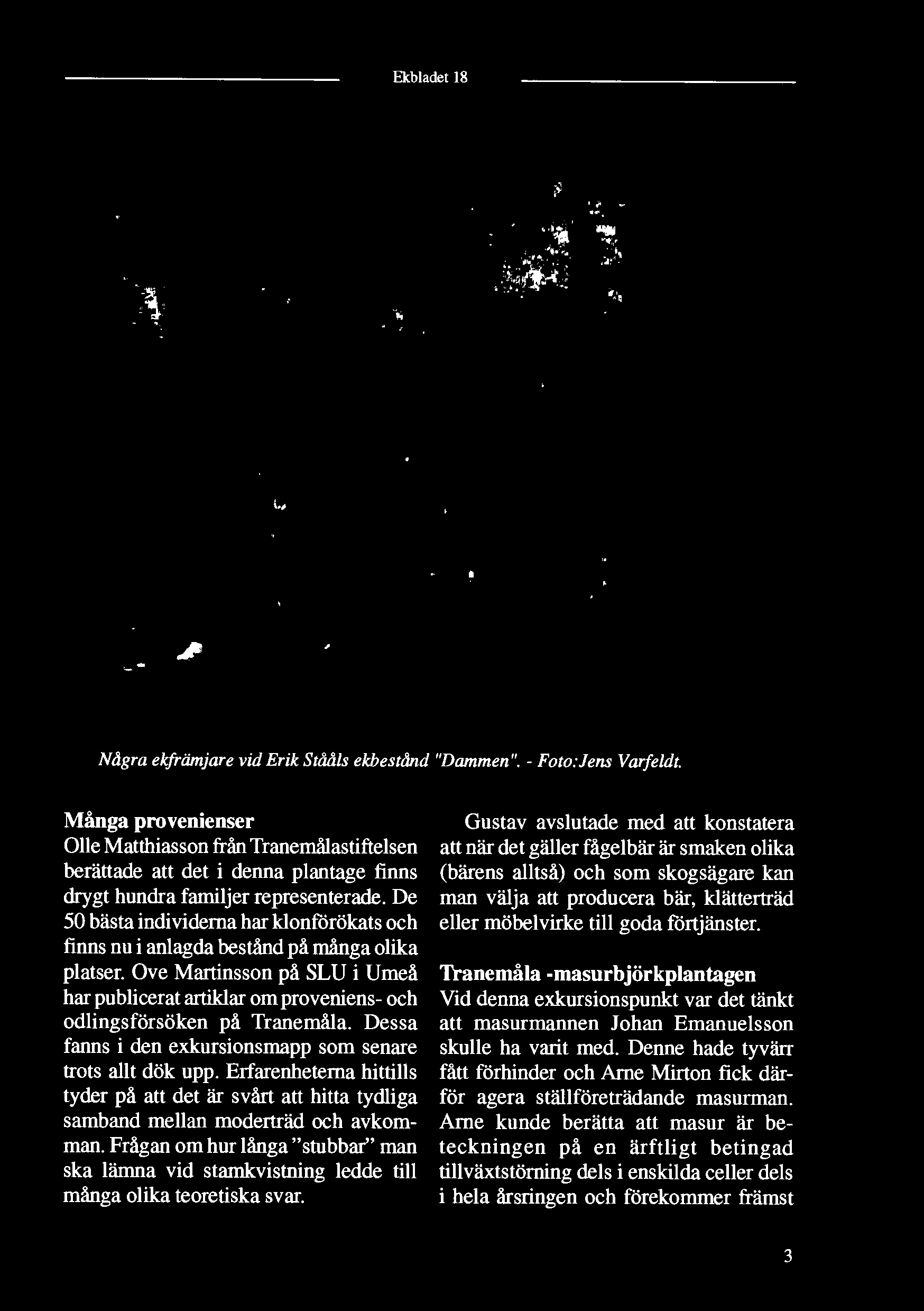 '#*»Æ 3 a.a v ti ' ÍL \j 1 j %1 ii. \' -ft: «í ftít 'W'J Nr1 KVCBHÿ '--tóiar-' u» Några ekfrämjare vid Erik Stååls ekbestånd "Dammen". - Foto:Jens Varfeldt.