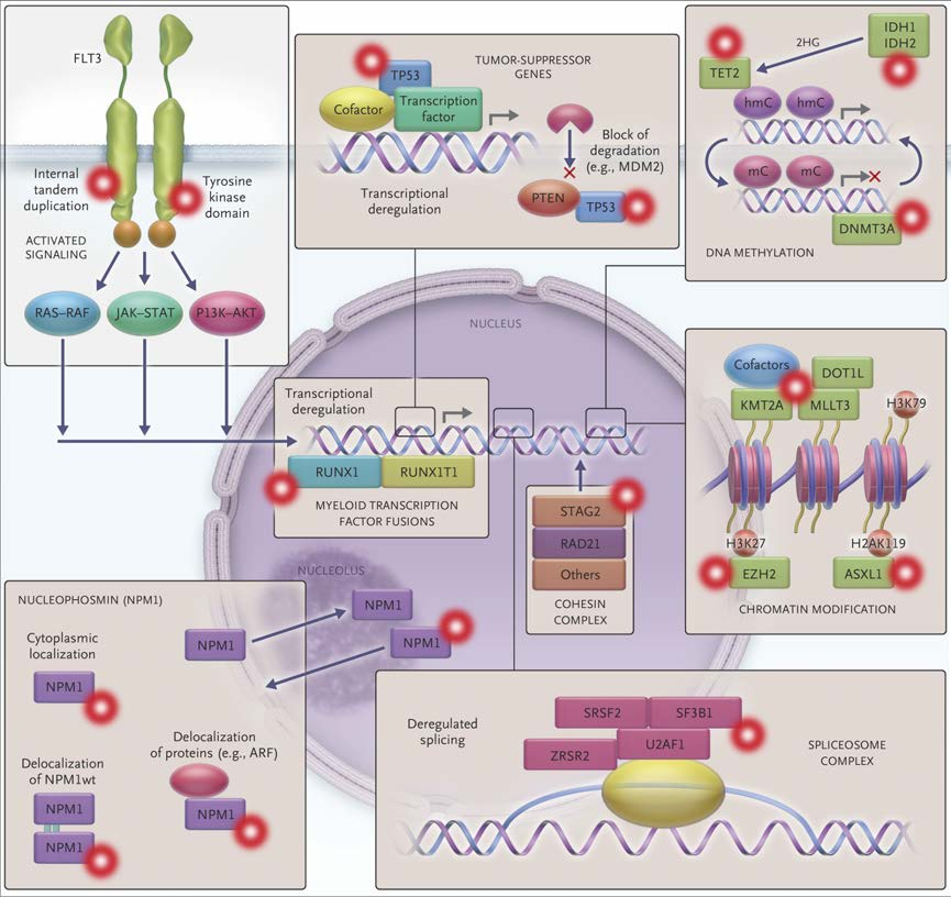 Eight Functional Categories of Genes That Are Commonly Mutated in