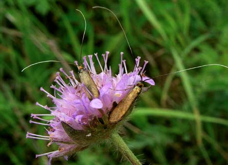 MEDDELANDE NR 2005:44 Insekter i Jönköpings