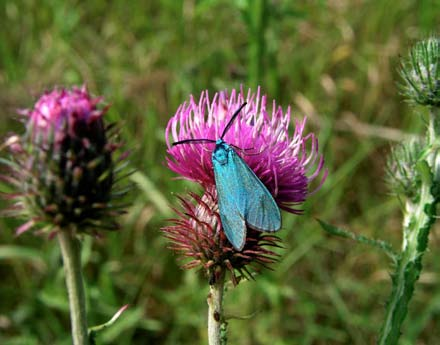 Klubbsprötad bastardsvärmare (Zygaena minos) VU Under 2005 har klubbsprötad bastardsvärmare (Zygaena minos) noterats på tre lokaler i de östra delarna av Vetlanda kommun.