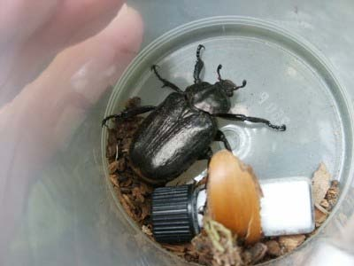 Tre nya lokaler Fig 15. I denna ek i Ekbergsparken noterades läderbagge under inventeringen. Foto: Ellen Flygare. Försök med doftämnen Flera olika metoder användes vid inventeringen efter läderbagge.