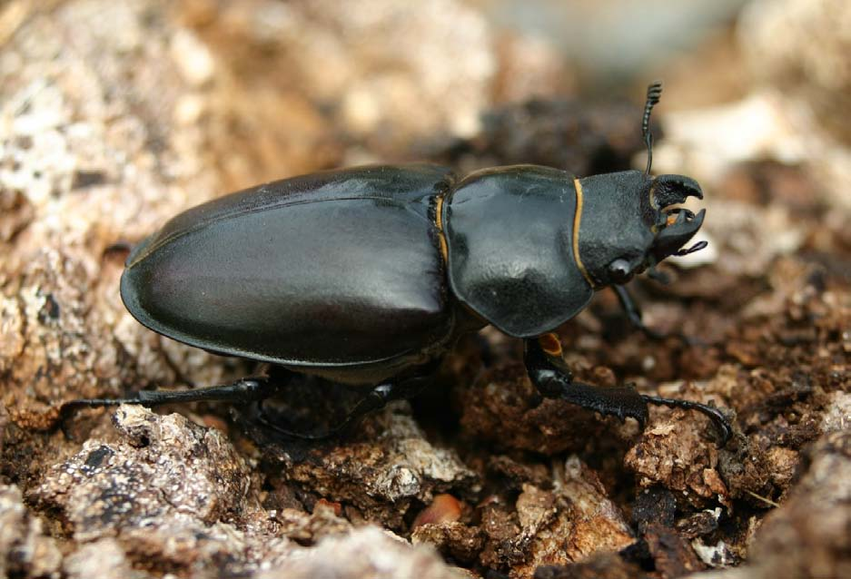 Ekoxe (Lucanus cervus) NT Fig 17. Hona av ekoxe (Lucanus cervus) vid Torpa ekhage i Vetlanda kommun 2005.