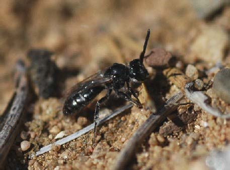 Inledning Insekter i Jönköpings län Som ett led i arbetet med att bevara den biologiska mångfalden i Sverige arbetar länsstyrelserna och Naturvårdsverket med att ta fram åtgärdsprogram och genomföra