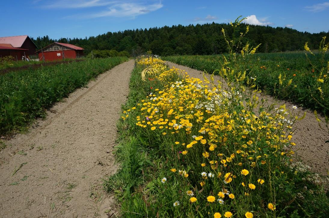 Biodiversitet i grönsaks- och bärodling Erfarenheter och lärdomar 2015-2016 Christina Winter