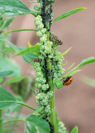 Erfarenheter - biodiversitet och ogräs Se upp för spridning i zonerna mellan blomsterremsa/skalbaggsås och gröda Risken för invadering av kvickrot och tistel ökar när blomsterremsor ligger utefter