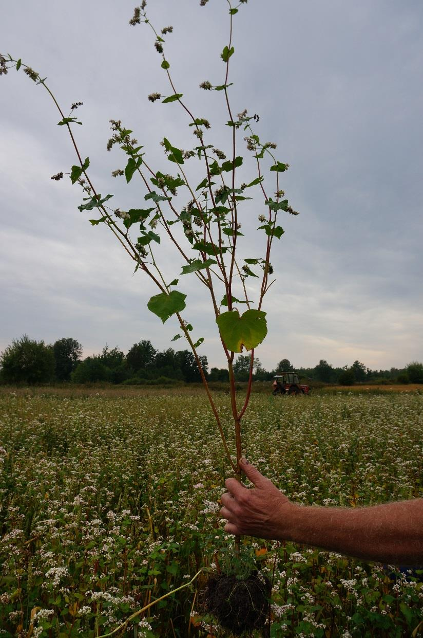 Erfarenheter biodiversitet och såteknik Det är viktigt att väga fröet så att det blir rätt utsädesmängd Anpassa utsädesmängd efter jordart och såteknik I för täta bestånd utvecklas inte arterna