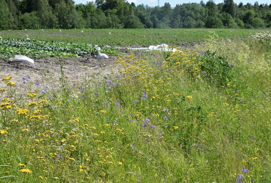 Enkla blandningar eller komplexa blandningar Målet är att uppnå blomning under lång tid tidig och sen blomning Målet är blommor