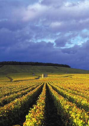 FRANKRIKE SÖDRA BOURGOGNE Upplev södra Bourgogne med sin rika tradition, gastronomi, historia och inte minst det berömda vinet. Här finns slott, romerska lämningar och en fantastisk arkitektur att se.