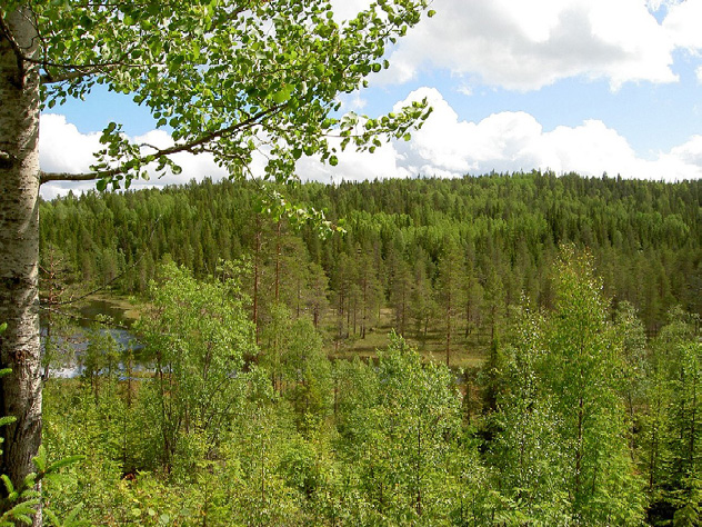 Meddelande 1 2016 Kunskapsplattform för skogsproduktion Tillståndet i skogen, problem och tänkbara insatser och åtgärder Jonas