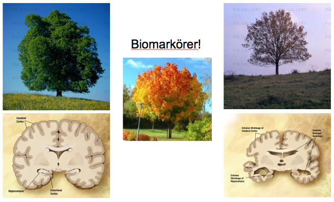 (i) Biomarkörer