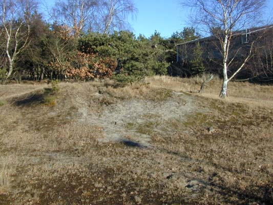 Sanddynsrest vid Västra Tallgatan 2003, Fredrik Bengtsson Betydligt intressantare, och troligen artrikare, är de öppna sandytorna.