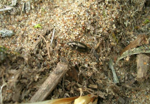 Liten kornlöpare, (Amara Tibialis), 2004, Mikael Sörensson us viridicollis (F.). Många av dessa har en i landet vid utbredning och förekommer i en rad olika biotoptyper som alla har det gemensamt att de är förhållandevis skuggiga.