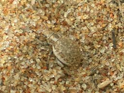 Sandtrubbvivel (Philopedon plagiatus), 2004, Mikael Sörensson rostbaggen Stilbus testaceus (Panz.), mögelbaggarna Enicmus testaceus (Steph.) och Corticarina fuscula (Gyll.