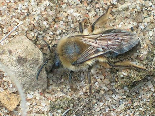 till sydligaste Sveriges dyner helt inskränkt art (se nedan). De bin som uppträdde i sanddynerna var med få undantag polylektiska, d.v.s. de samlar pollen åt sina larver från en rad olika växtfamiljer.
