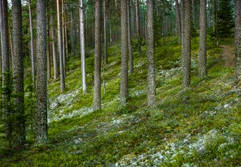 TILLSAMMANS STÄLLER VI OM MED HJÄLP AV SKOGEN POLICY BRIEF l NR 2 l 2015 Sammanfattning I projektet Omställning till bioekonomi, smart specialisering och quadruple helix var ett av målen att skapa