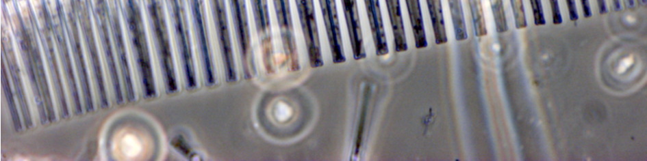 Rönne å - Vattenkontroll 214 Plankton I Ringsjön har plankton undersökts i de tre delbassängerna under april-oktober.