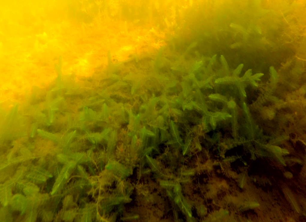 Hornsärv Hornsärv (C. demersum) från station 17, djup: 0,8 m. Foto: AquaBiota Water Research Hornsärv (Ceratophyllum demersum) är en kärlväxt med styva, smala blad som saknar rötter.