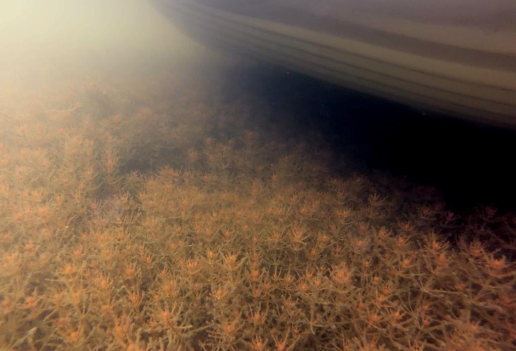 Rödsträfse Rödsträfse (C. tomentosa) från station 4, djup: 0,4 m. Foto: AquaBiota Water Research Rödsträfse (Chara tomentosa) är en brunaktig storvuxen kransalg.