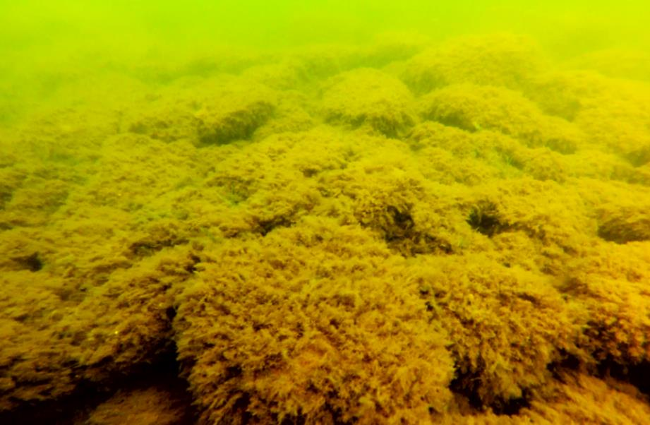 Fintrådiga alger Trådslick/Molnslick (P. littoralis/ectocarpus spp.) från station 20, djup: 1 m.