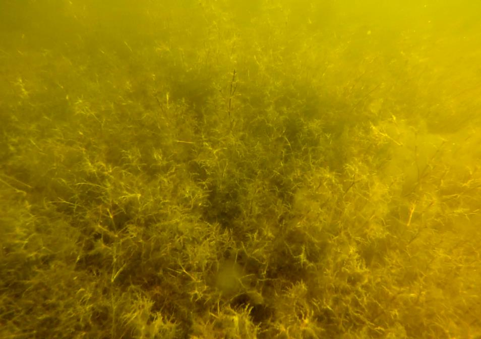 Havsnajas Havsnajas (N. marina) från station 2, djup: 0,6 m. Foto: AquaBiota Water Research Havsnajas (Najas marina) är en storvuxen ganska styv kärlväxt.