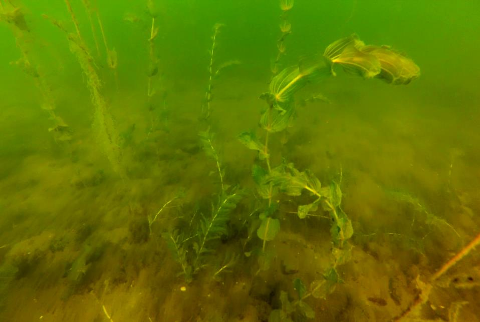 Ålnate Ålnate (P. perfoliatus) från station 115, djup: 2,4 m. Foto: AquaBiota Water Research Ålnate (Potamogeton perfoliatus) är allmänt utbredd i bräckt och sött vatten.